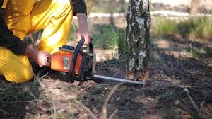 Best Tree Removal  in Bradner, OH