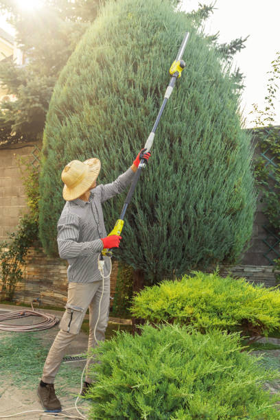 Trusted Bradner, OH Tree Services Experts