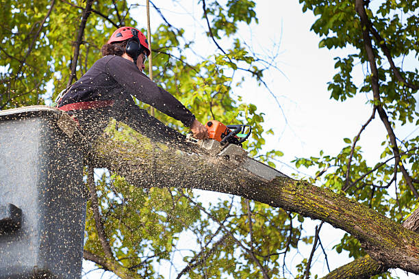 Leaf Removal in Bradner, OH