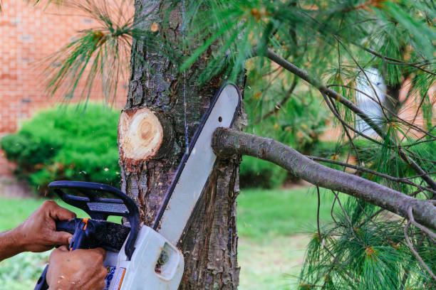 How Our Tree Care Process Works  in  Bradner, OH